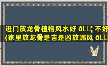 进门放龙骨植物风水好 🐦 不好(家里放龙骨是吉是凶放哪风 🐳 水好)